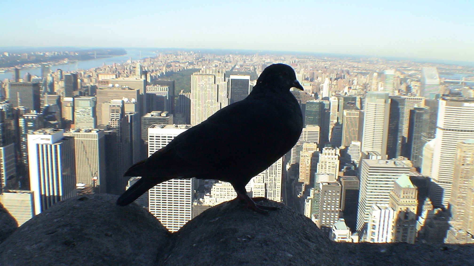 Pigeon on the Empire State Building